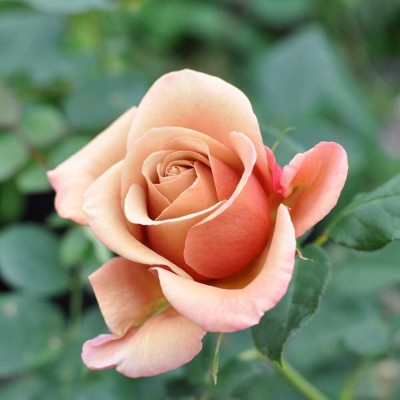 Qualtivate ICRA-3A Rare Rose Flower Seeds Seed(25 per packet)