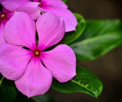 Seedsqlty vinca seeds hybrid mixed live plant Seed(20 per packet)