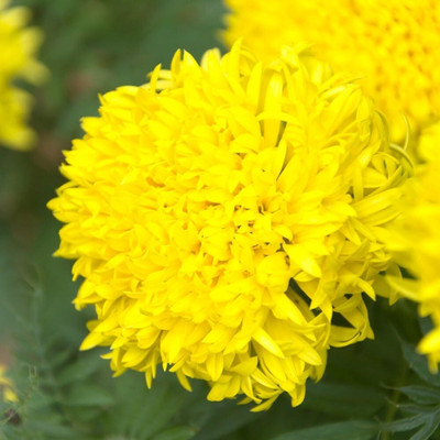 CRGO ™ PUSA-881 Marigold Fantastic Seeds - Tagetes erecta Seed(5 per packet)