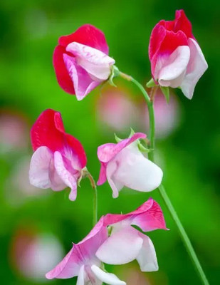 MAA Sweet Pea Seed(32 per packet)
