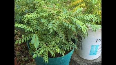 Pbevergreen black curry seeds/curry leaves seed 22 Seed(22 per packet)