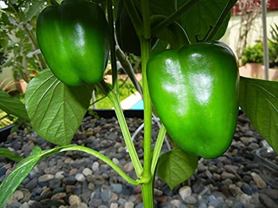 Aywal Capsicum- Shimla Mirch Seed(300 per packet)