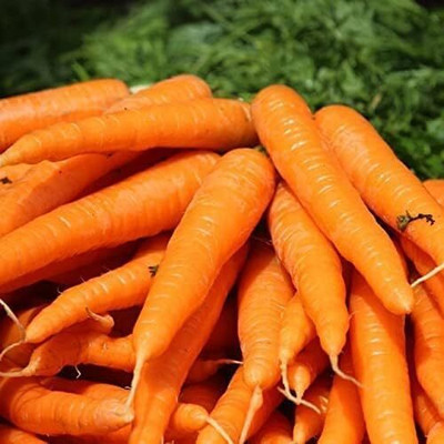 Qualtivate RES-9A Danvers 126 Carrot Seeds Seed(300 per packet)