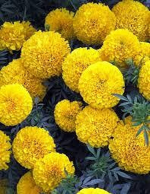 BDSresolve yellow marigold flower seeds pack of 79 Seed(79 per packet)