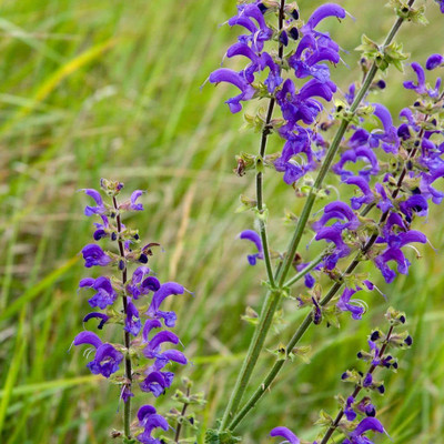 WILLVINE LXI-376 Meadow Sage Seeds (Salvia pratensis) Seed(200 per packet)