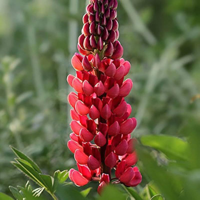Lorvox Lupin Mix Dwarf Flower Seed(12 per packet)