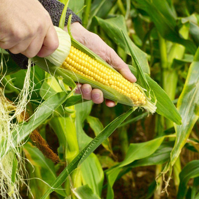 VibeX PUAS-77 - Golden Jubilee Yellow Sweet Corn - (2250 Seeds) Seed(2250 per packet)