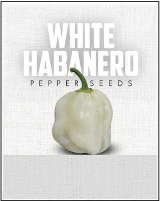 KNESSiN F1 Hybrid White Habanero Pepper Seeds For Kitchen Gardening-(2400 Seeds) Seed(2400 per packet)