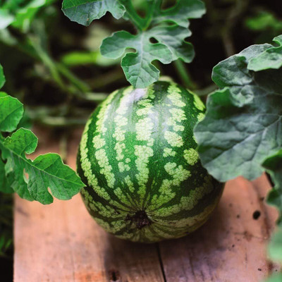 KNESSiN Easy to Grow Mini Love Watermelon Seeds For Planting-(50 Seeds) Seed(50 per packet)