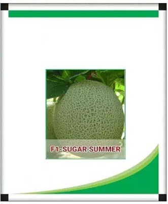 VibeX XLR-23 - MUSK MELON - (150 Seeds) Seed(150 per packet)