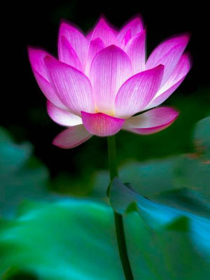 shivay Export lotus,kamal gatta Seed(15 per packet)