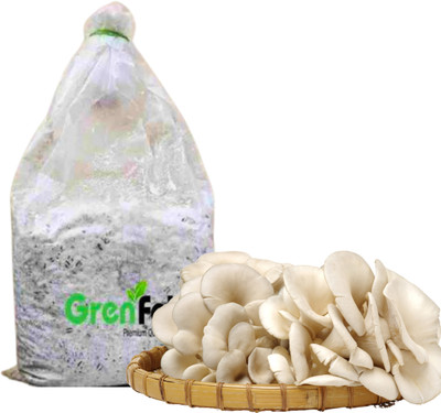 grenfel 400 Gm White Oyster Mushrooms 1st Generation Spawn/Seeds Mycelium Spores Seed(400 g)