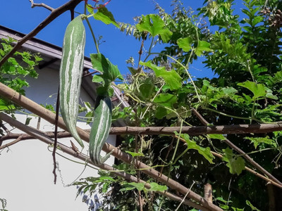 Qualtivate RES-7A Snake Gourd Hybrid Seed(25 per packet)