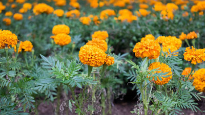 SIDDHI AGENCIES marigold/gende ka phool flower seeds Seed(50 per packet)