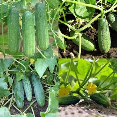 ibains Cucumber seeds Kakari sosa seeds bij 24 Seed(24 per packet)