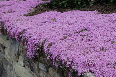 CYBEXIS XLL-69 - Creeping Thyme-Thymus Serpyllum - (1350 Seeds) Seed(1350 per packet)