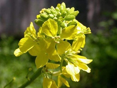 VibeX HUA-99 - Black Mustard Non GMO - (2250 Seeds) Seed(2250 per packet)