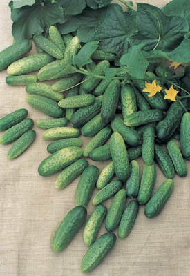 WILLVINE NDIR-603 Cucumber Bush Gherkin Early Pickling Seed(200 per packet)