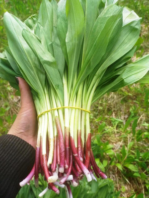 Biosnyg Non GMO Wild Garlic Seeds For Planting-(750 Seeds) Seed(750 per packet)