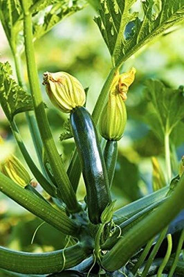 Qualtivate GBPT-9A Squash or Zucchini Vegetable Seeds Seed(30 per packet)