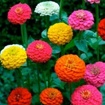 UGRA Zinnia Lilliput Mix Seed(30 per packet)
