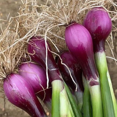 Biosnyg Organic Purple Spring Onion Vegetable Seeds For Gardening-(3000 Seeds) Seed(3000 per packet)