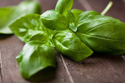 XEFRA BASIL, ITALIAN LARGE LEAF Seed(50 per packet)