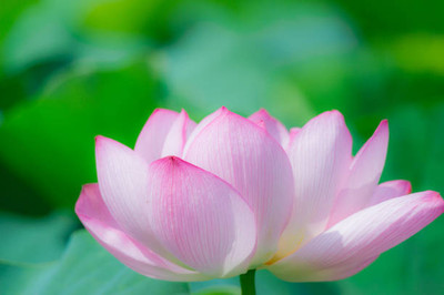 Boopow lotus,kamal gatta Seed(10 per packet)