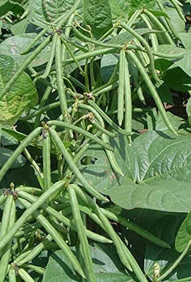 STOKIYA STAR 444 HYBRID moong seeds, highest yield variety early fruiting Seed (250g) Seed(2 per packet)