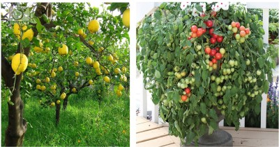 STOREFLIX lemon - cherry tomato Seed(65 per packet)