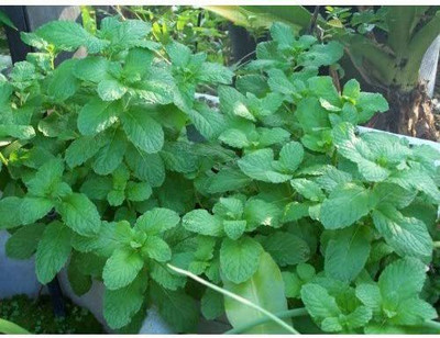 WILLVINE LX-71 Mojito Mint Plant Seeds Seed(400 per packet)