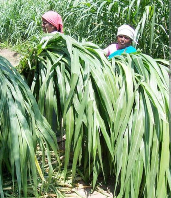 HYBRID 1kg, Hybrid bajra seeds highest yield and long green grass Seed(1 kg)