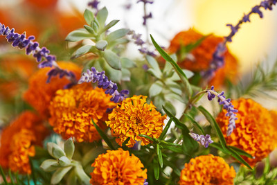 VERTISE African गेंदे का फूल /Flower Marigold/Gainda Orange Seed(100 per packet)
