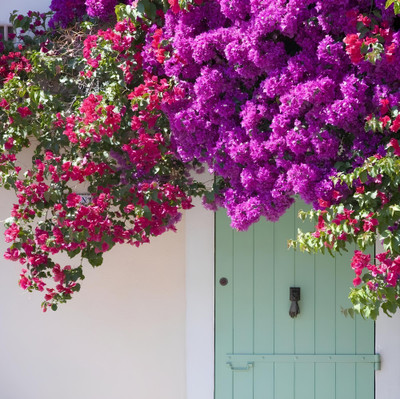NooElec Seeds India Bougainvillea Mix Flower Vine Plant Seeds For Planting.Red & Purple Mix Seed(60 per packet)
