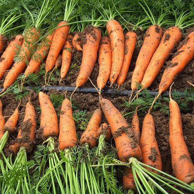 CYBEXIS 6 inch Carrot Seeds4000 Seeds Seed(4000 per packet)