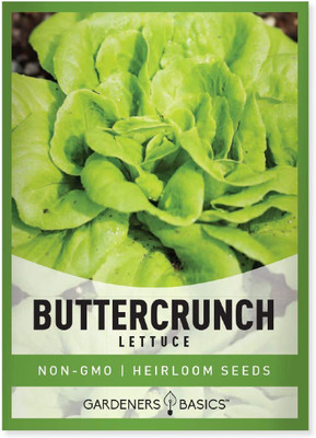 CYBEXIS KGF -71 - Buttercrunch Lettuce for Planting - (1350 Seeds) Seed(1350 per packet)