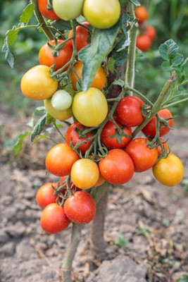 SeedStore tomato Seed(135 per packet)