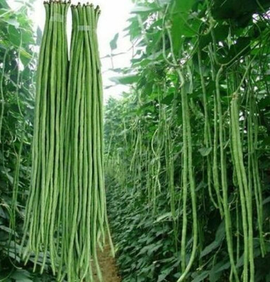 NurseryFriends barbati Seed(65 per packet)