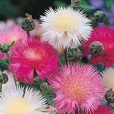 Aywal Sweet Sultan Flower Mixed Seed(10 per packet)