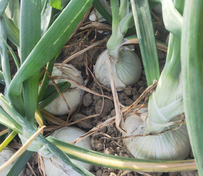 WILLVINE TLX-143 Vidalia Sweet Onion Seeds Seed(1000 per packet)