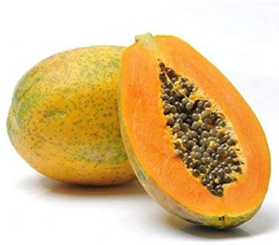 Lorvox Hybrid papaya seeds/f1 papaya Seed(500 per packet)