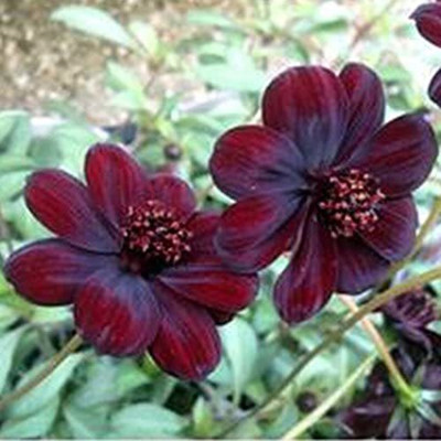 CYBEXIS Cosmos - Blooms All Summer Long Seed(50 per packet)