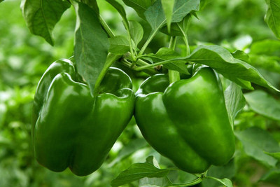 DIVINE CAPSICUM Seed(70 per packet)