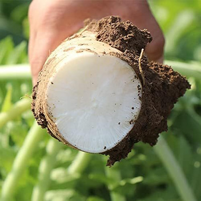 Qualtivate HUA-2A Daikon Radish Seeds Seed(300 per packet)