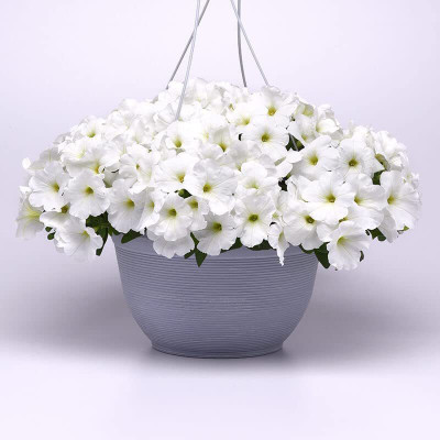 CYBEXIS VXI-70 - Petunia - E3 Easy Wave White - (180 Seeds) Seed(180 per packet)