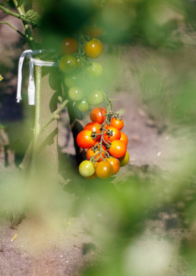 ANDOR tomato Seed(35 per packet)