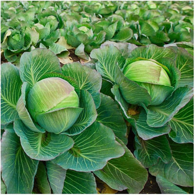 WILLVINE KGF -XVI Brunswick Cabbage Seeds [50g] Seed(15000 per packet)