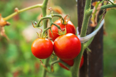 VEERAVI tomato Seed(30 per packet)
