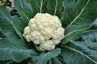 seedito white cauliflower,gobhee seeds Seed(30 per packet)