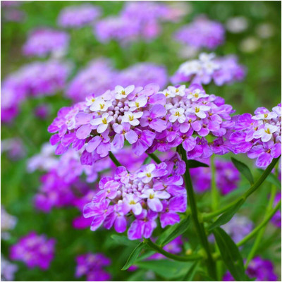 WILLVINE ™ Candytuft Mixture (Iberis umbelleta)-50 SEEDS Seed(50 per packet)